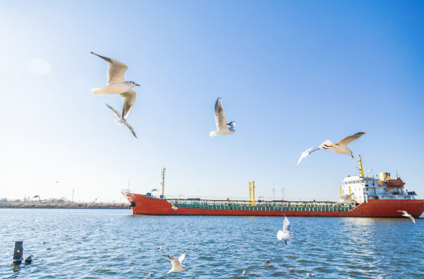 河上的小船和海鸥图片下载