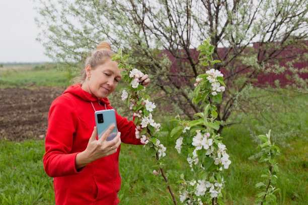 一名成年女子正在用手机拍摄一段视频，视频中她的花园里有一棵盛开的苹果树图片下载