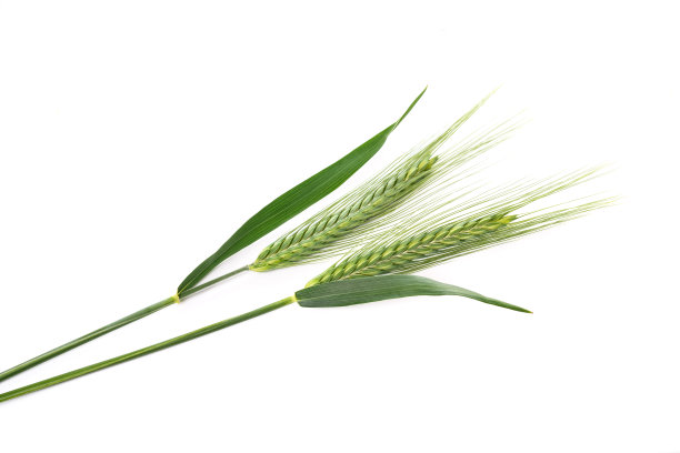 大麦的耳朵图片下载