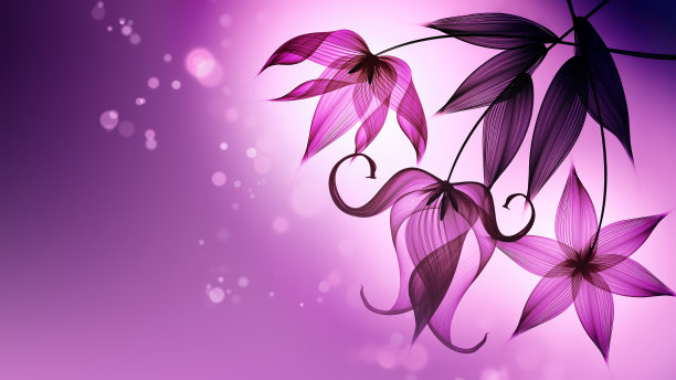 抽象的花朵背景图片下载