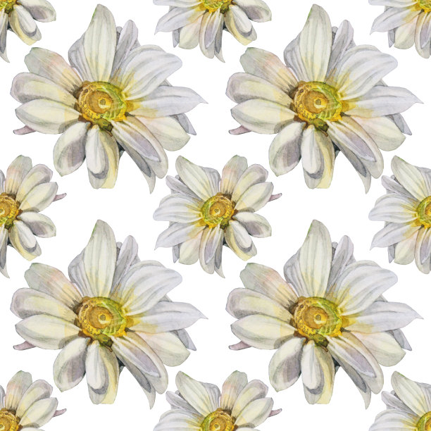 无缝图案水彩菊花菊花洋甘菊在白色背景。手绘夏季开花卡片花店花。艺术庆祝婚礼墙纸包装纺织品，着色书图片下载