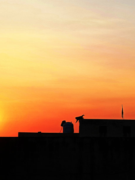 猴子在屋顶图片下载