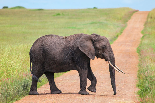 非洲丛林大象图片下载