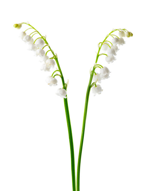 山谷中的百合花孤立在白色背景上。铃兰属的花。图片下载