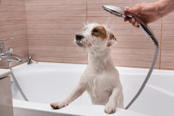 在浴室里给一只白狗洗澡，一个女人用手淋浴，卫生程序图片下载