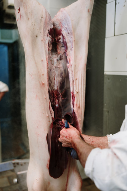 肉类工业屠宰场和食品加工图片下载