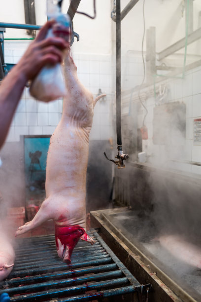 肉类工业屠宰场和食品加工图片下载