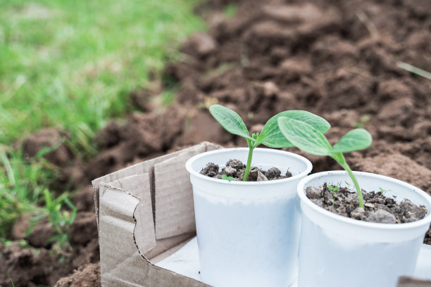 春季播种育苗、青菜小芽、西葫芦在地、土、地。好收成。家庭耕作，自我培育健康、自然生态友好的生物、有机食品图片下载