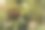 葵花籽头背景，葵花籽头细节图片下载