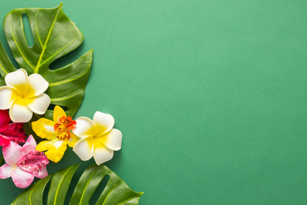 异国情调的热带夏季背景。夏日沙滩派对的概念。绿色背景上的热带树叶、菊科植物和兰花花。平铺，拷贝空间。图片下载