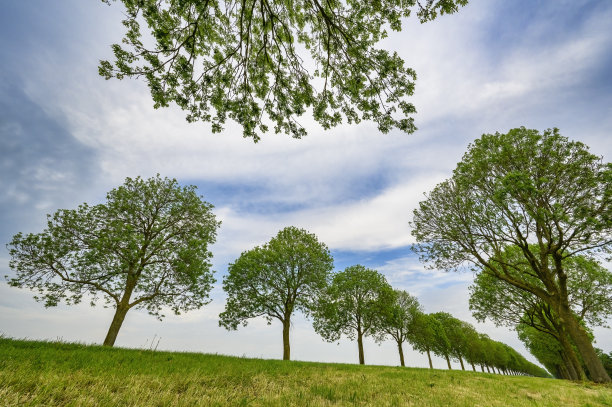 在弗莱佛兰的一条路上，树木排成了直线图片下载
