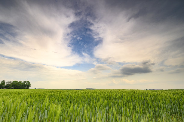 晚春时节小麦穗青，天空多云图片下载