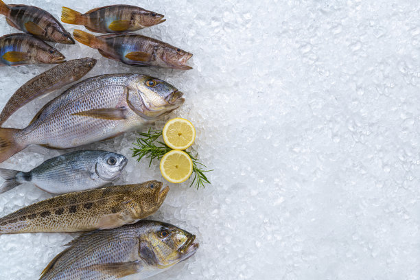 在冰上捕获的鱼，作为一种海鲜静物，包括鲷鱼，dentex和西鲷图片下载