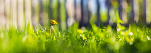 全景横幅背景与鲜花之间的绿色草地在院子里。美丽的自然乡村景观。素材图片