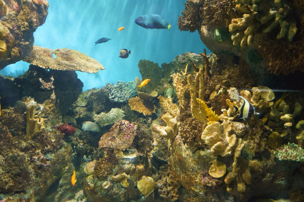 珊瑚礁的生活。图片下载