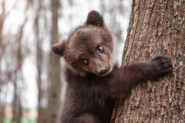 一只小熊爬树的肖像。野生动物保护的概念。图片下载
