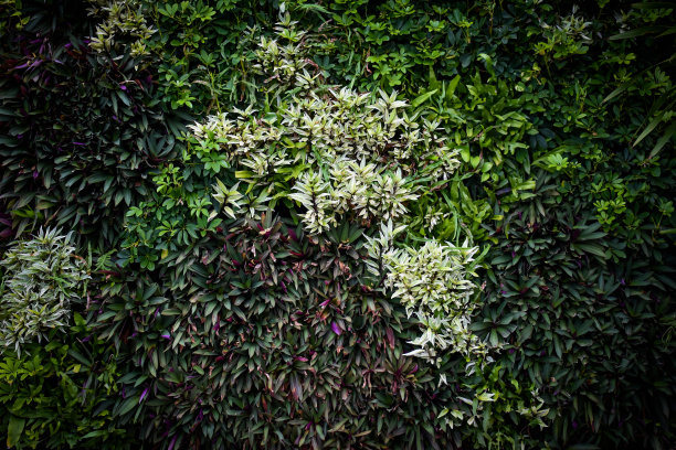 树叶爬在墙上图片下载