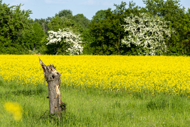 鲍姆斯图普夫图片下载