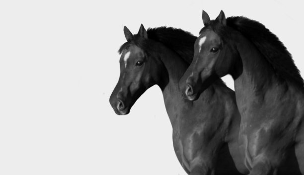 灰色背景上的两个黑马头图片下载