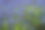 勿忘我草鲜花的背景。图片下载
