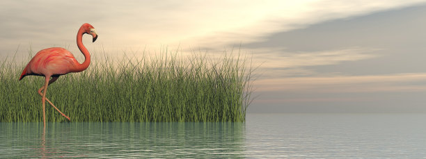 粉红色火烈鸟在自然界- 3D渲染图片下载