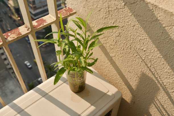 在公寓里种植蔬菜图片下载