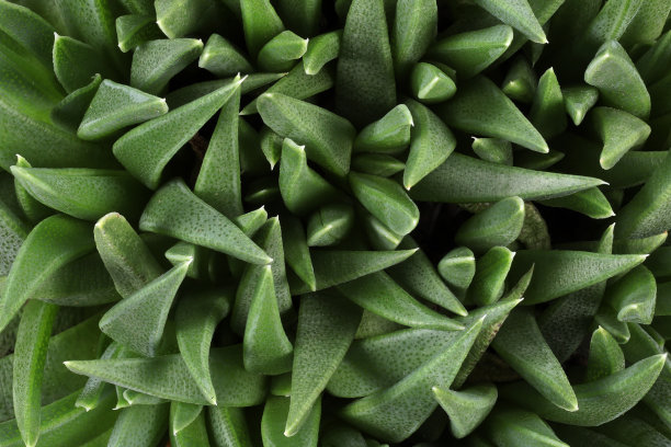 关闭了仙人掌。深绿色的壁纸构思自然背景热带植物仙人掌多汁植物。图片下载