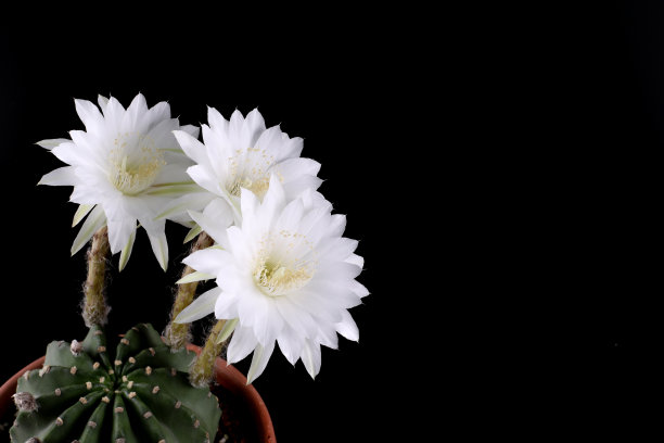 盆栽仙人掌，白色花孤立在黑色背景。有复制空间。图片下载