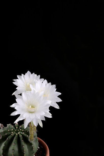 盆栽仙人掌，白色花孤立在黑色背景。垂直照片有复制空间。图片下载