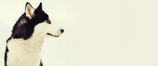 哈士奇狗在冬季公园望向远处的户外，空白的拷贝空间的广告文本图片下载