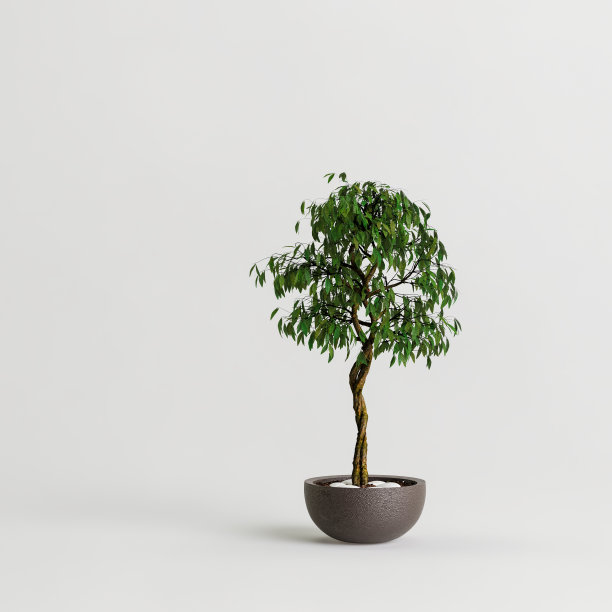 室内植物孤立在白色背景的3d插图图片下载