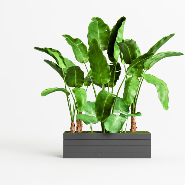 一个树的3d插图黑色花盆孤立在白色背景图片下载