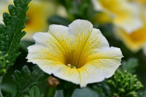 春天的花朵图片下载