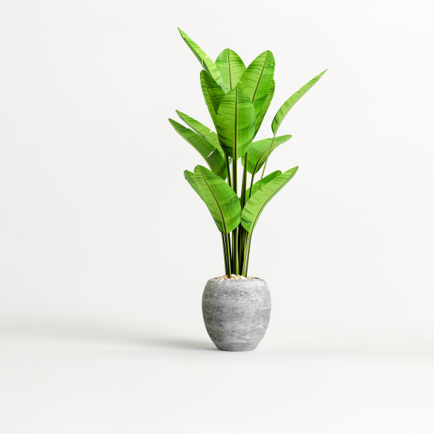 在白色背景上隔离的混凝土室内植物的3d插图图片下载
