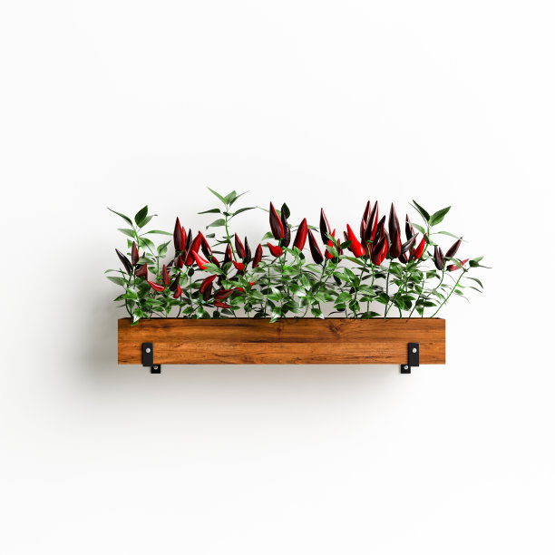 3d插图墙盆栽蔬菜隔离在白色背景图片下载