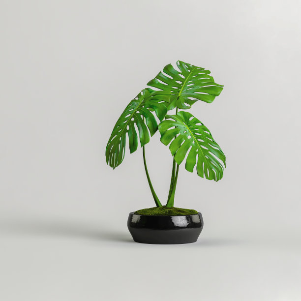 黑色室内植物孤立在白色背景的3d插图图片下载