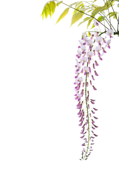 春天盛开的紫藤枝条美丽，孤立在白色上图片下载