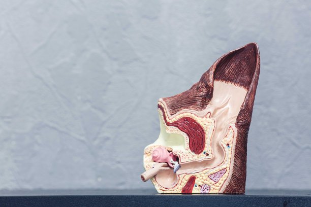 剖开健康犬耳的塑料模型图片下载