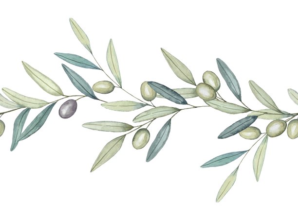 橄榄枝编成的无缝花环，以橄榄枝为镶边。水彩手绘插图。图片下载