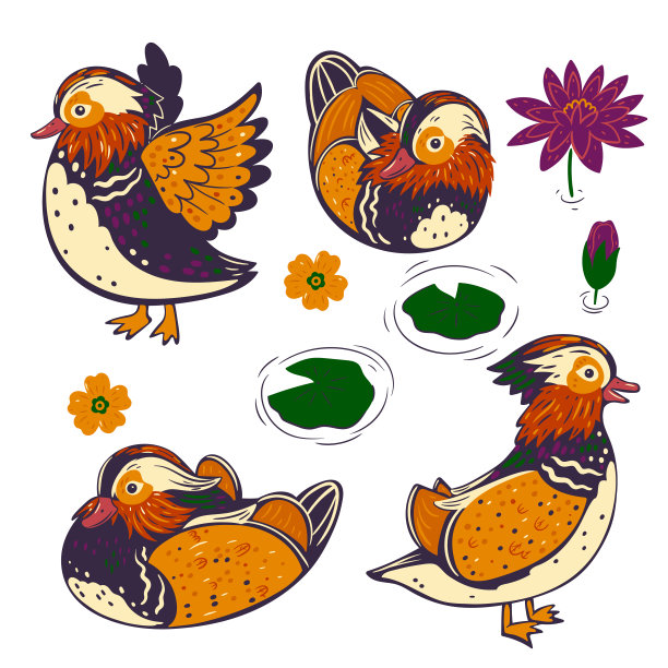 可爱的鸳鸯孤立在白色背景。矢量图形。图片下载