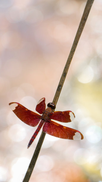 一只美丽的红蜻蜓坐在一根棍子上图片下载