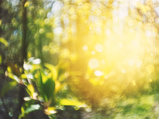 自然夏天模糊阳光的背景与绿叶散景图片下载
