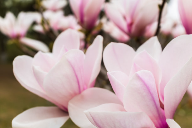 两朵粉红色的木兰花图片下载