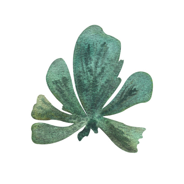 水彩海水花植物在绿色的颜色图片下载