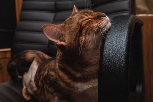 猫按摩图片下载