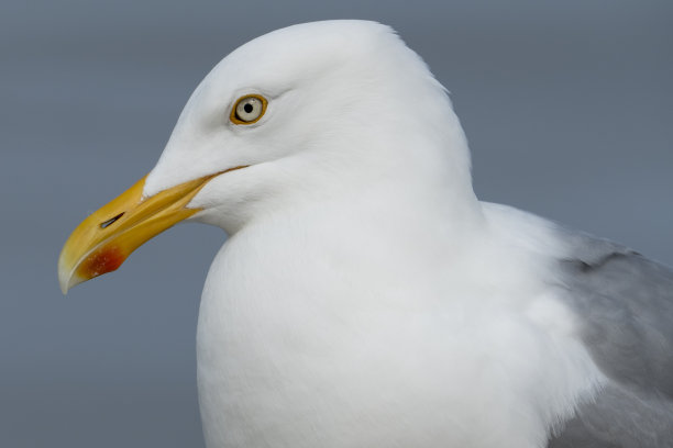 圣米迦勒山圣米迦勒Abbadie上海鸥的特写图片下载