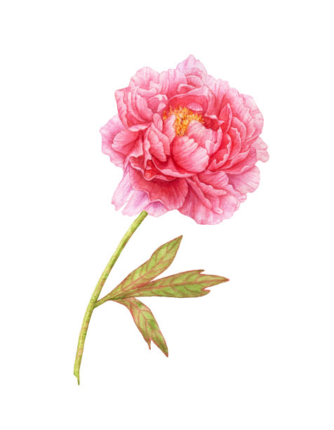 水彩粉红色牡丹与叶在白色的背景。图片下载