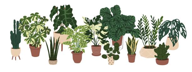 收集现代花盆中的家庭植物。美丽的构图与自然元素在内部。为家庭和办公室设计。手被淹死。平面风格的矢量插图。图片下载