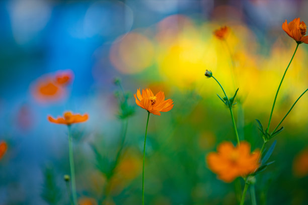波斯菊花和梦幻的散景背景图片下载