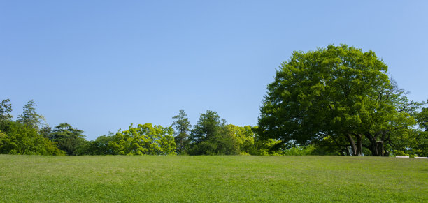 公园的树图片下载